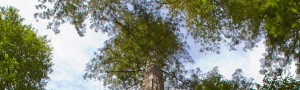 Ejemplar de Sequoia sempervirens. / Brian Gratwicke (WIKIMEDIA COMMONS)  Ejemplar de Sequoia sempervirens. / Brian Gratwicke (WIKIMEDIA COMMONS)