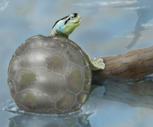 Ilustración de ‘Hylaeochelys kappa’, una tortuga con costumbres nadadoras / Carlos de Miguel Chaves.