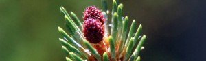 Pinus mugo. / USDA-NRCS PLANTS Database (WIKIMEDIA COMMONS)