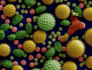 Granos de polen al microscopio electrónico. / Dartmouth Electron Microscope Facility