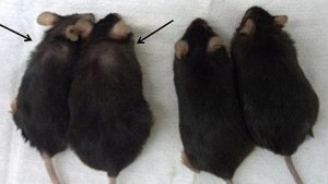 CANAAN ET AL/PNAS. Los ratones con el gen inactivado vivían más y estaba más delgados