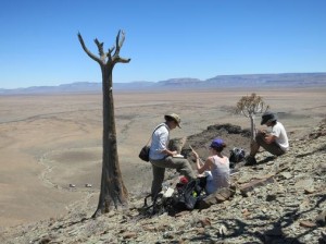 Han hallado en Namibia (África) el arrecife más antiguo construido por los primeros animales esqueléticos. / Rachel Wood