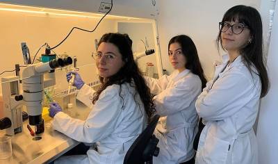 Reproducción asistida en polvo para obtener los mejores cerdos