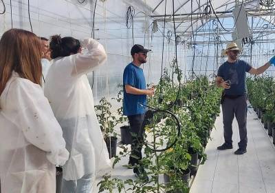 Las raíces del tomate, un detector de salinidad