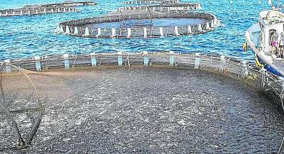 Piel de gamba para proteger la acuicultura regional