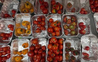 En busca de viejos tomates para los nuevos tiempos